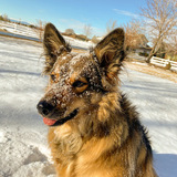 Entry image for Belle