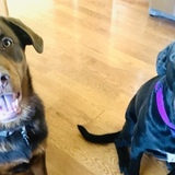 Entry image for Marlin & Mako