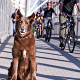 Entry image for Paolo