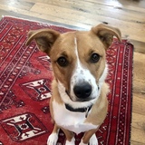 Entry image for Mavis