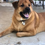 Entry image for Ryder 