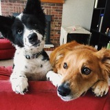 Entry image for Mowgli & Koda