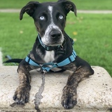 Entry image for Stark