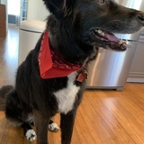 Entry image for Oliver