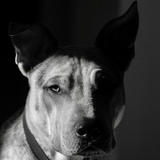 Entry image for Cooper