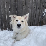 Entry image for Darla