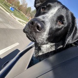 Entry image for Hobbes