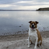 Entry image for Biscuit 