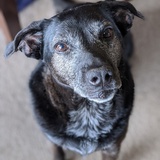 Entry image for Sammy