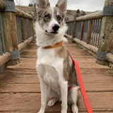 Entry image for Oliver