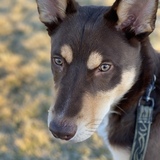 Entry image for Diesel