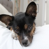 Entry image for Bella