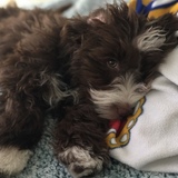 Entry image for Finn