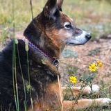 Entry image for Maya