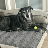 Entry image for Luna