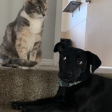 Entry image for River