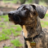 Entry image for Sugar T