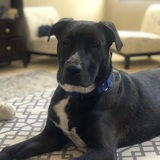 Entry image for Axel