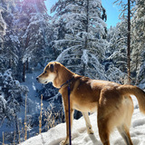 Entry image for Bijoux