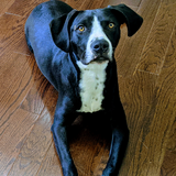 Entry image for Dill