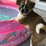 Entry image for Rosie