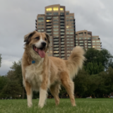 Entry image for Scout