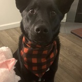 Entry image for Milo