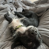 Entry image for Beau