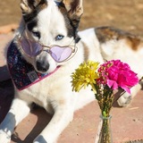 Entry image for Xena 