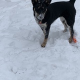 Entry image for Lucy