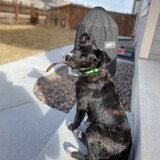 Entry image for Bagel