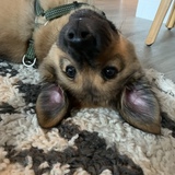 Entry image for Owen