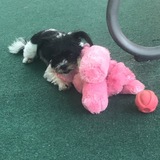 Entry image for Rosie 