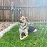 Entry image for Charlie