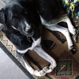 Entry image for Bear