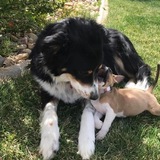 Entry image for Sadie and Dolly