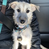 Entry image for Benson