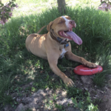 Entry image for Oliver