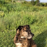 Entry image for Punzer