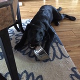 Entry image for Lucy