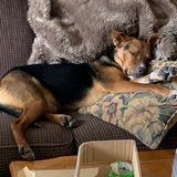 Entry image for Bindi