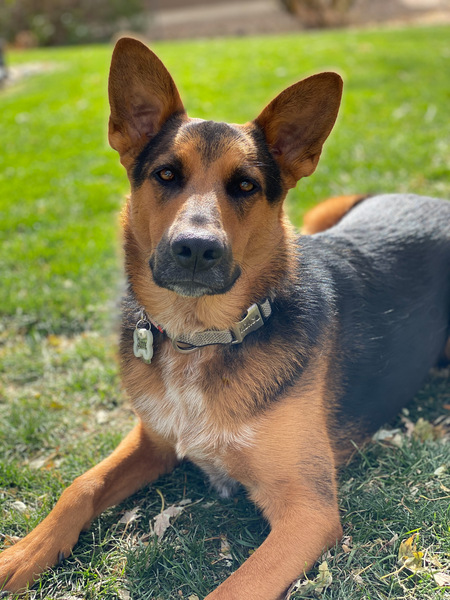 Entry image for Gunner . Clicking this image will show a larger photo