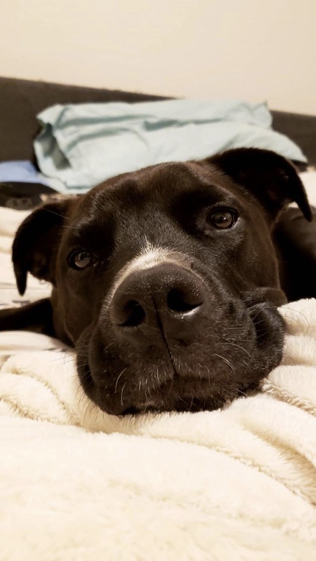 Entry image for Enzo. Clicking this image will show a larger photo