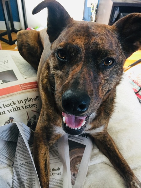 Entry image for Kylo. Clicking this image will show a larger photo