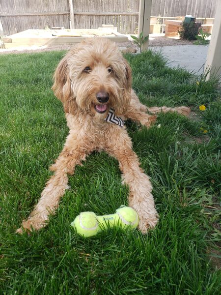 Entry image for Barrett. Clicking this image will show a larger photo