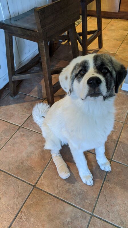 Entry image for Blue. Clicking this image will show a larger photo