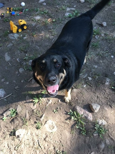 Entry image for Lilo. Clicking this image will show a larger photo