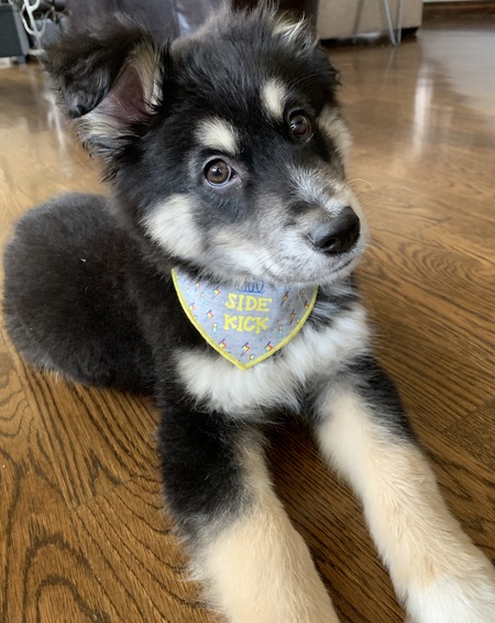 Entry image for James Oswald Taylor. Clicking this image will show a larger photo