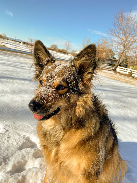 Entry image for Belle. Clicking this image will show a larger photo