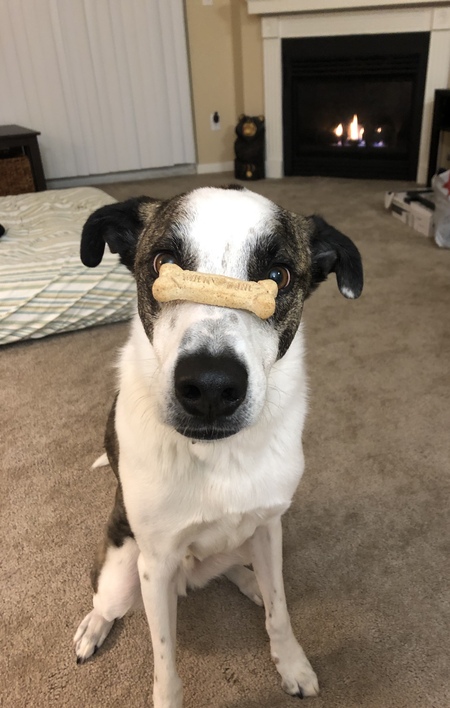 Entry image for Jax. Clicking this image will show a larger photo